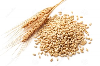 grain de blé